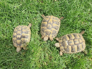 Griechische Landschildkröten  Bild 3