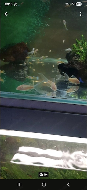 Ich verkaufe Panzerwelsen Albino Long Fin 
