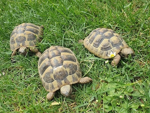 Griechische Landschildkröten  Bild 4