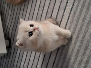BKH-Kitten  Kätzchen 