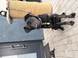 Labrador Hund, Welpe Bild 5