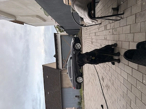 Labrador Hund, Welpe Bild 3