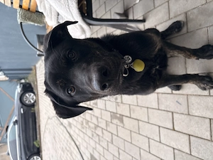 Labrador Hund, Welpe Bild 2