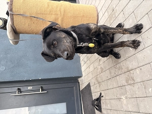 Labrador Hund, Welpe Bild 4
