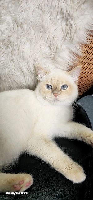 Britsch kurzhaare kater 