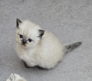 BKH Kitten 