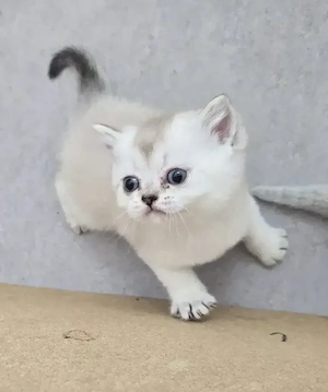 BKH Kitten  Bild 3