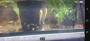 Ich verkaufe Antennwelse Albino