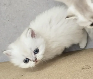 BKH Kitten  Bild 2