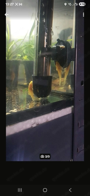 Ich verkaufe Antennwelse Albino Bild 2