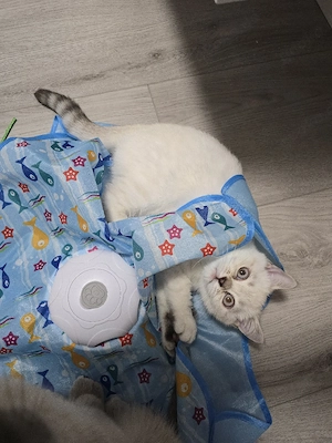 süße reinrassige BKH Katze sucht neue Familie