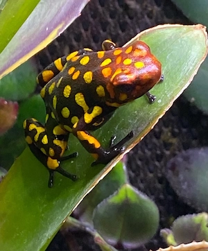 oophaga histrionica small, pfeilgiftfrosch