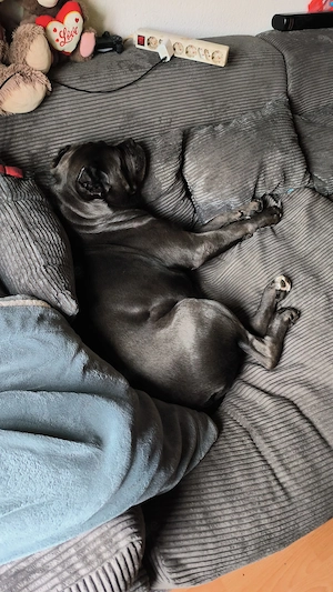 Cane Corso Rüde sucht sein Für immer zuhause