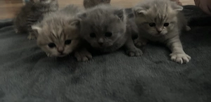 Süße BKH Kitten abzugeben