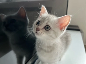 Reinrassige BKH Kitten