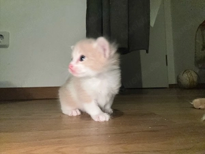 türkische angora