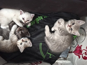 Süße, verspielte Katze  Asena  (6 Monate) sucht liebevolles Zuhause   