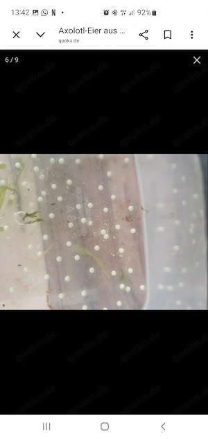 Axolotl eier abzugeben aus eingerner hoppi zucht 