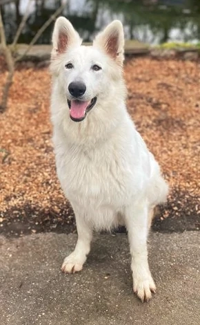 Weißer Schweizer Schäferhund Welpen zu verkaufen.