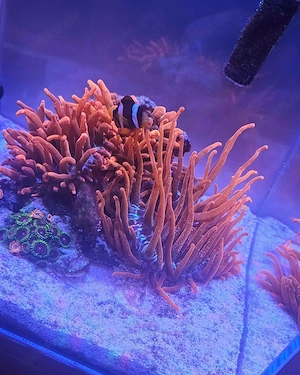 Anemone Kupferanemone Red Blizzard