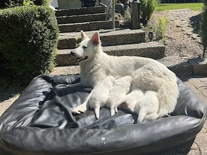 Weißer Schweizer Schäferhund Welpen zu verkaufen. Bild 2