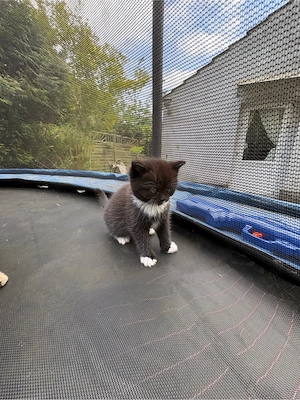 Bkh mix Babykatzen suchen ein zuhause! 