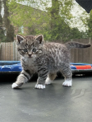 Bkh mix Babykatzen suchen ein zuhause! 