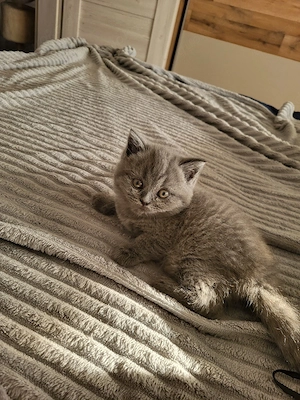 BKH Katze 