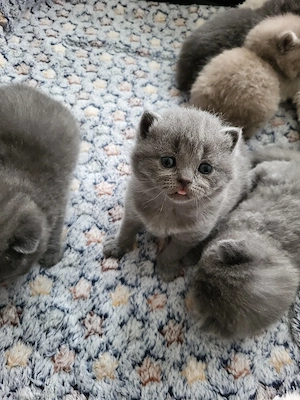 BKH Katze 