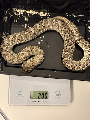 Axanthic het. Albino poss. Sable 0.1 Heterodon Nasicus Hakennasennatter