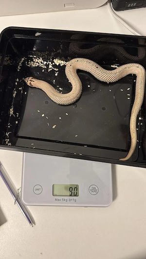 Super Arctic Super Conda 1.0 het. Albino poss. Sable Heterodon Nasicus Hakennasennatter 