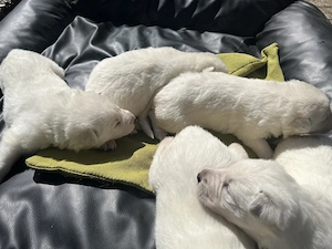 Weißer Schweizer Schäferhund Welpen zu verkaufen. Bild 3