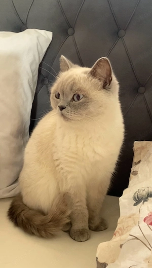 Babykatze BKH weiß mit blauen Augen