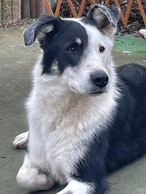 Unser Goldschatz Timmy sucht seine neuen Lieblingsmenschen