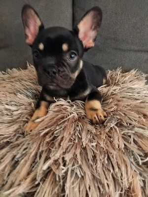 Französische Bulldogge welpe Hündin  Bild 4