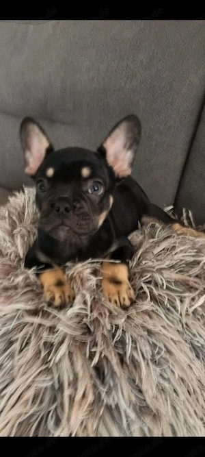 Französische Bulldogge welpe Hündin 