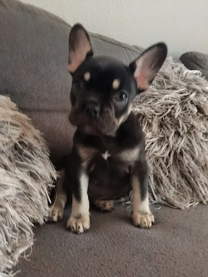 Französische Bulldogge welpe Hündin  Bild 2