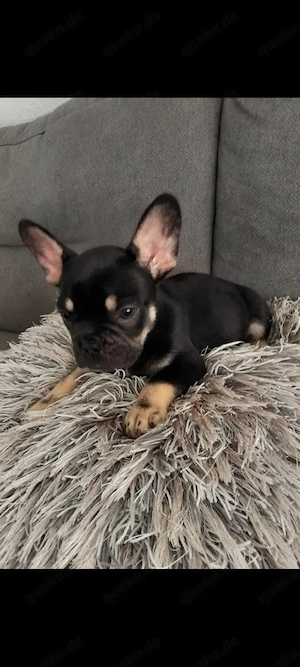 Französische Bulldogge welpe Hündin  Bild 3
