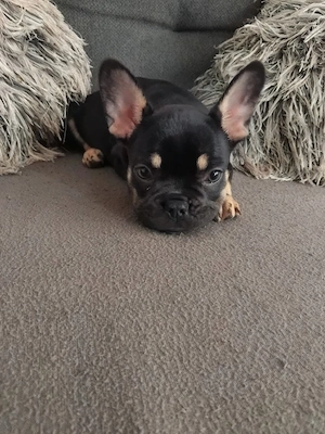 Französische Bulldogge welpe Hündin  Bild 5