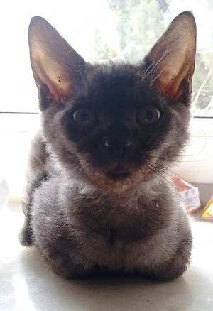 Sphynx brush BKH mix Katzen 