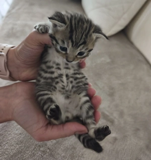 Bengalmix Kitten Bengal Mix 