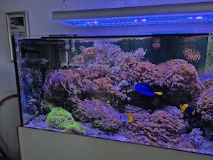 Meerwasser Inhalt 650l 