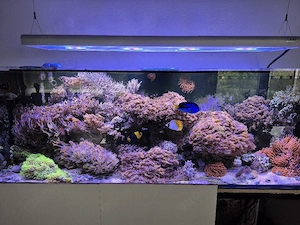 Komplettbesatz Meerwasser 650L