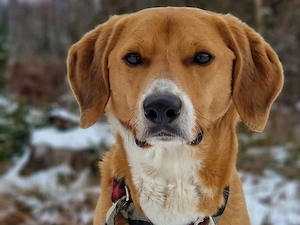 Unser Toffee   ein Hund mit erhöhtem Führungsbedarf - sucht fachlich stabiles Umfeld