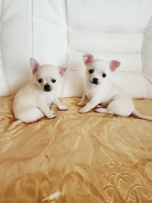 Chihuahua Welpen 