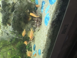 Verkaufe junge fire fisch ( malawis)