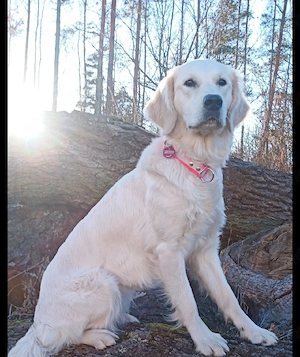 Goldenretriver wurfplanung2026