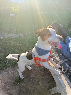 Jack Russel Rüde 