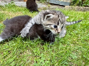 Kitten süße Kätzchen getigert Katzenbaby Tiger Katze Bild 2
