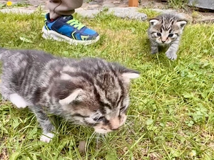 Kitten süße Kätzchen getigert Katzenbaby Tiger Katze Bild 5